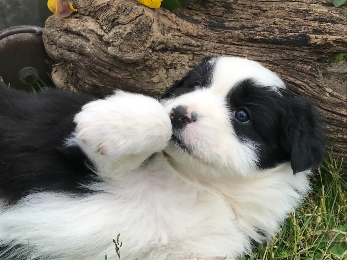Australian Shepherd Puppies breeder image 14