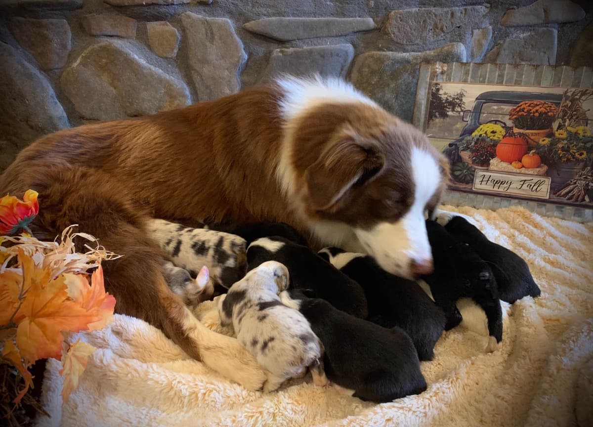 Australian Shepherd Puppies breeder image 16