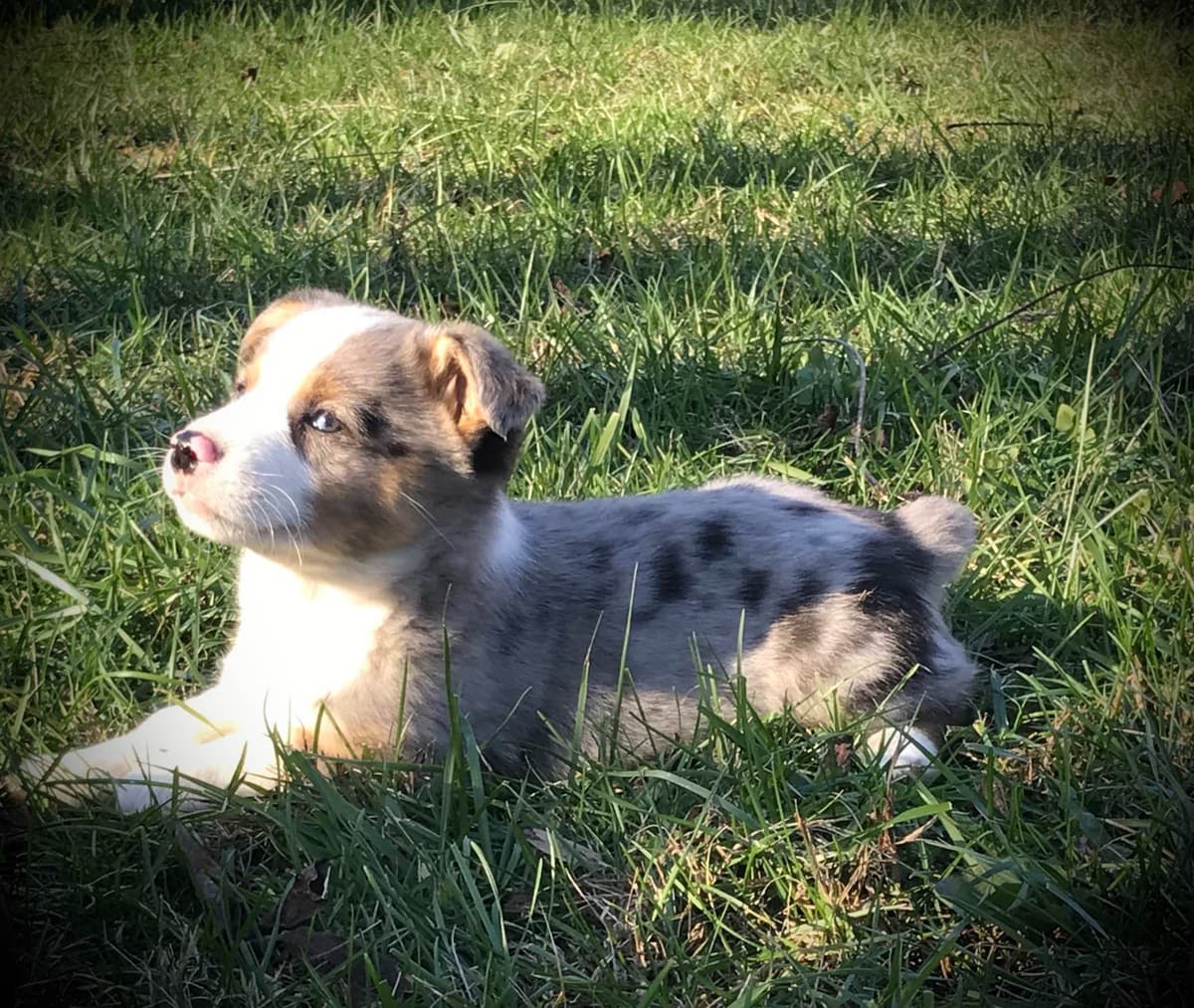 Australian Shepherd Puppies breeder image 17