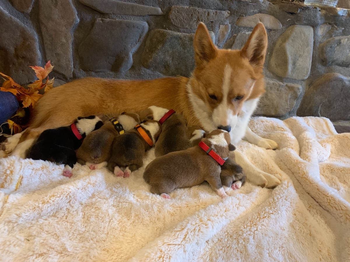 Australian Shepherd Puppies breeder image 19