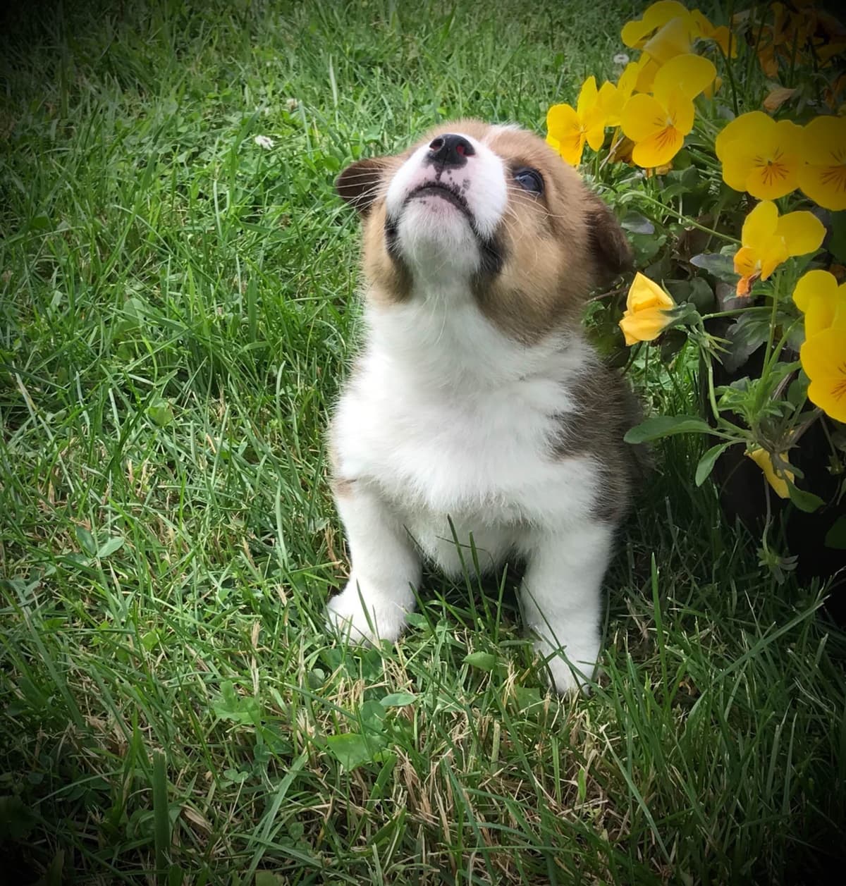 Australian Shepherd Puppies breeder image 20