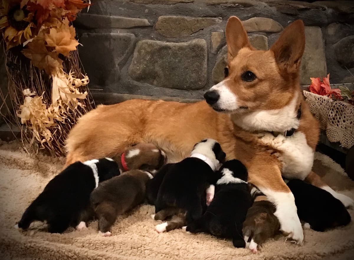 Australian Shepherd Puppies breeder image 18