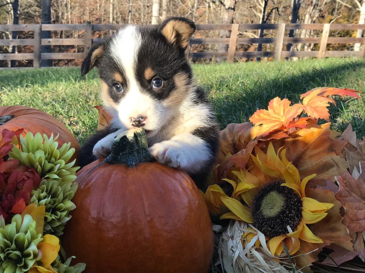 Australian Shepherd Puppies breeder image 21