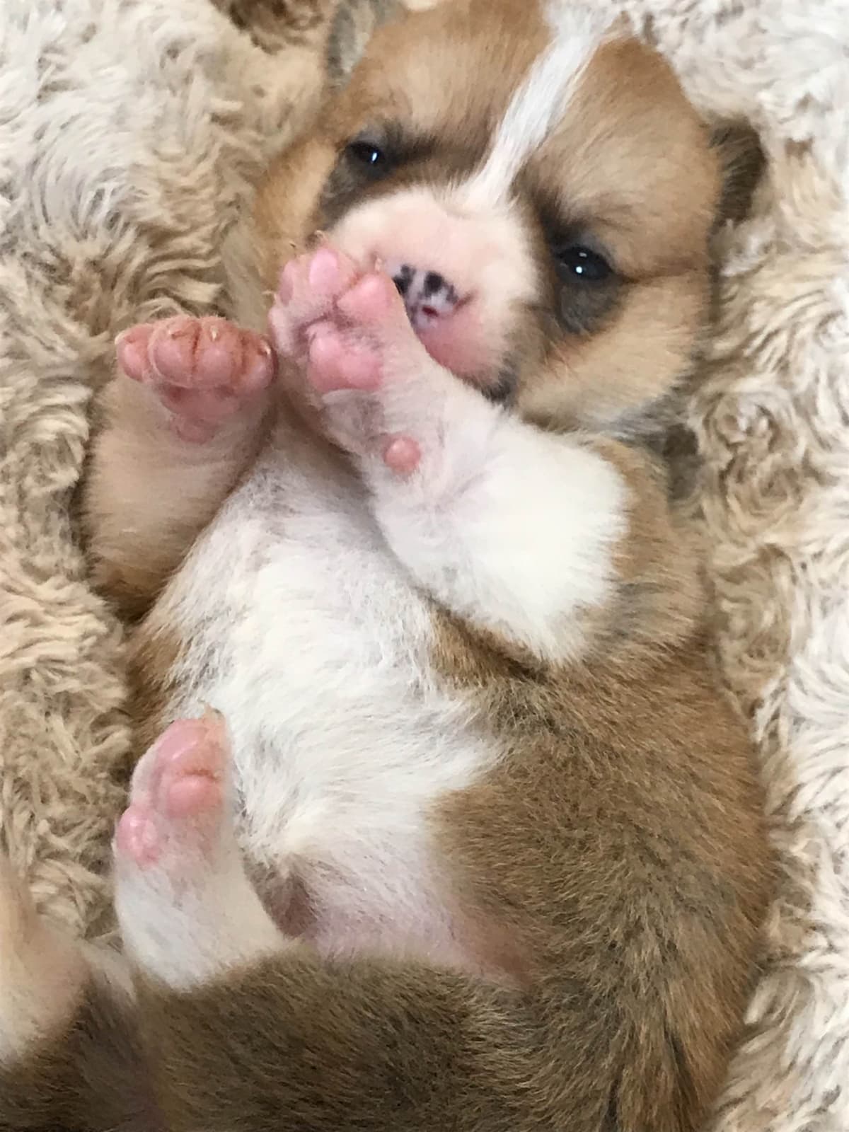 Australian Shepherd Puppies breeder image 23