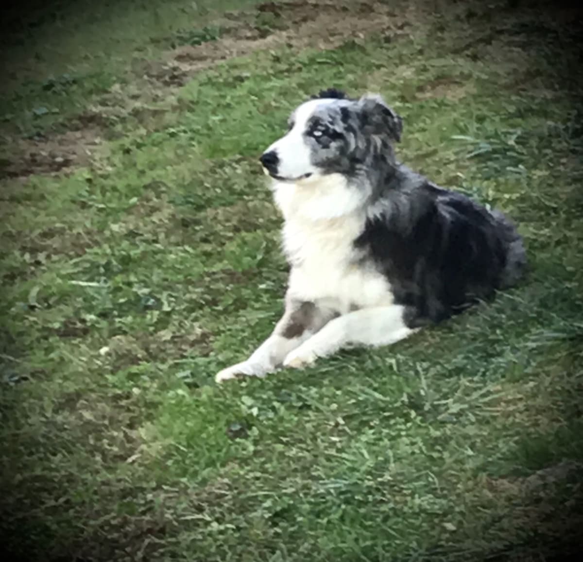 Australian Shepherd Puppies breeder image 28