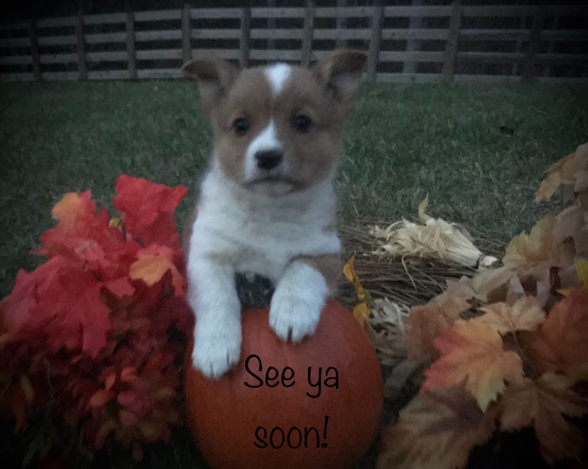 Australian Shepherd Puppies breeder image 24