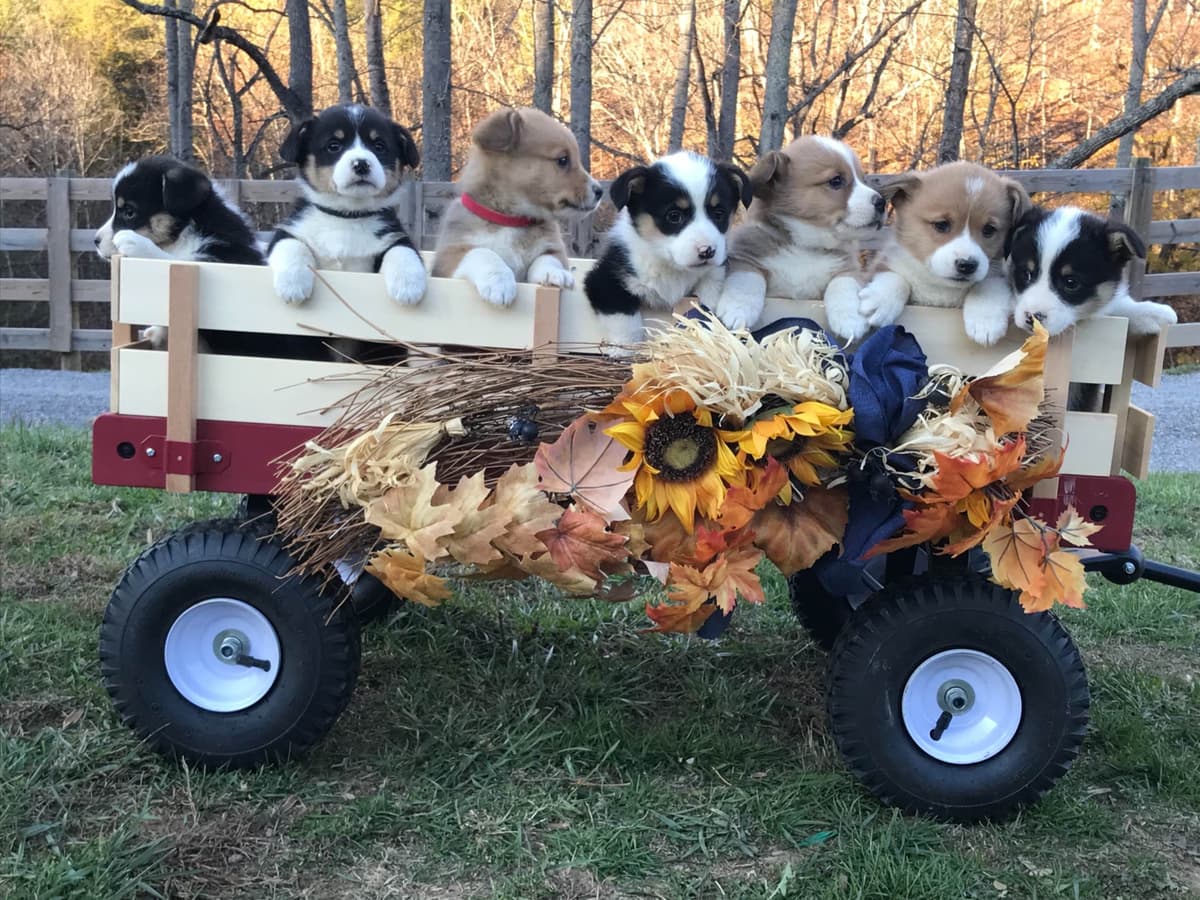 Australian Shepherd Puppies breeder image 1