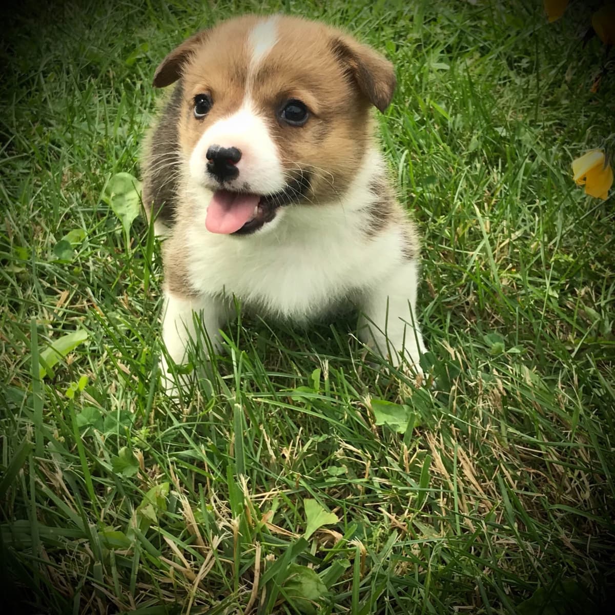 Australian Shepherd Puppies breeder image 26