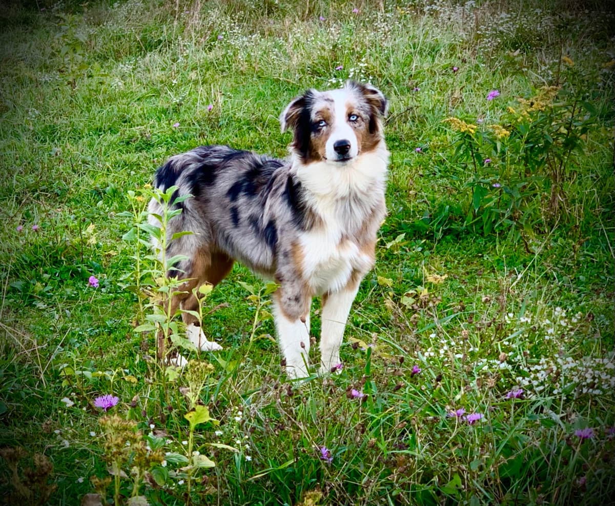 Australian Shepherd Puppies breeder image 25