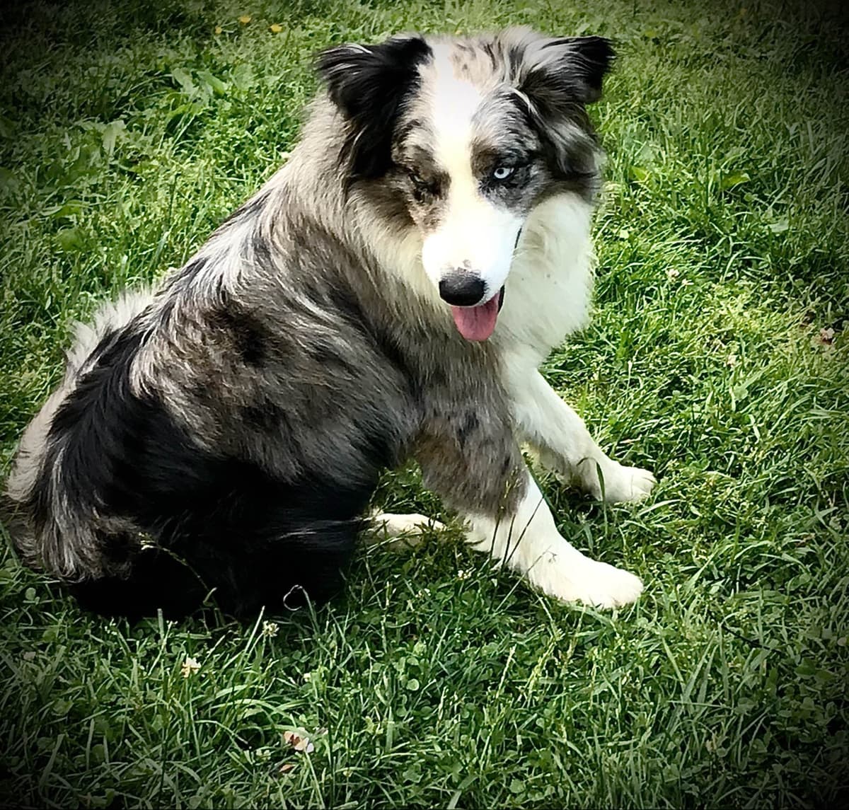 Australian Shepherd Puppies breeder image 29