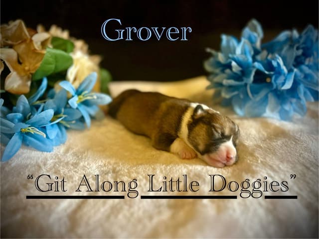 Pembroke Welsh Corgi Puppies media 25