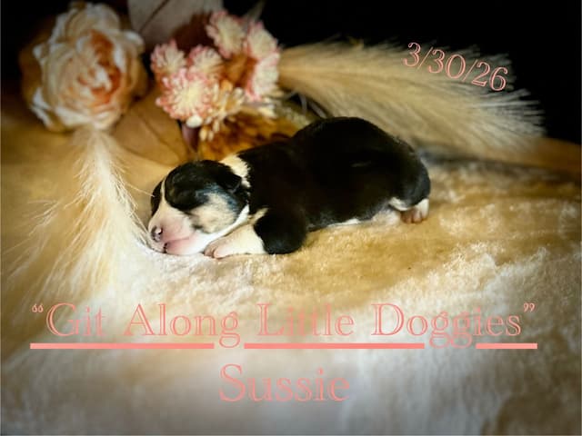 Pembroke Welsh Corgi Puppies media 24