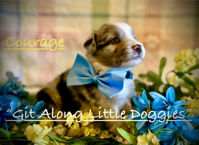 Australian Shepherd Puppies media 24