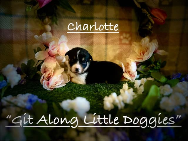 Pembroke Welsh Corgi Puppies media 16