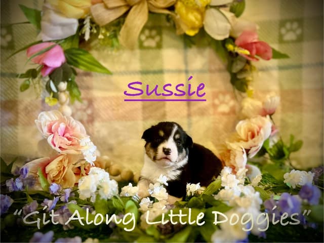 Pembroke Welsh Corgi Puppies media 18
