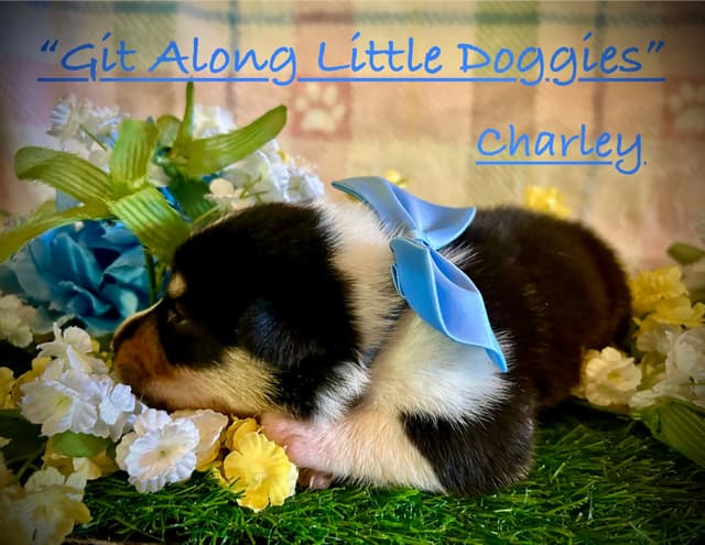Pembroke Welsh Corgi Puppies media 21