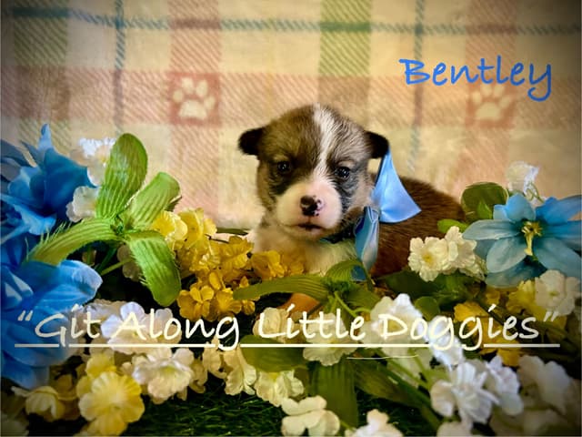 Pembroke Welsh Corgi Puppies media 20