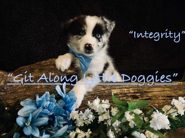 Australian Shepherd Puppies media 11