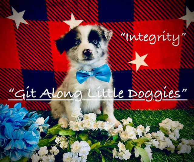 Australian Shepherd Puppies media 3