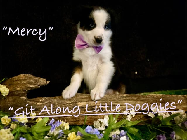 Australian Shepherd Puppies media 7