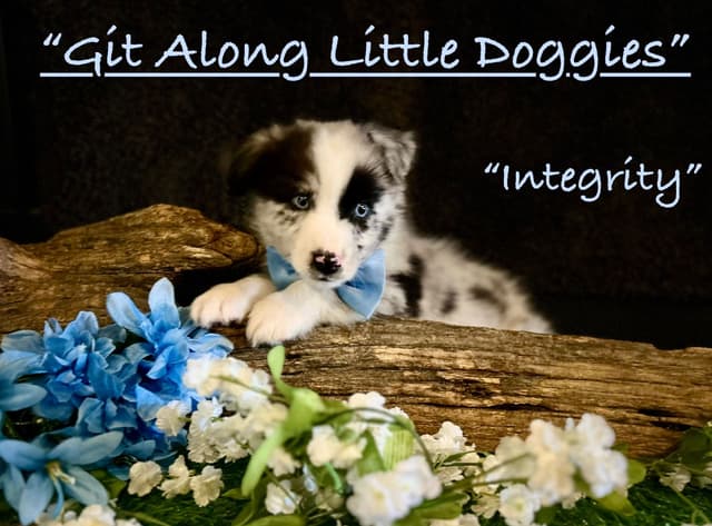 Australian Shepherd Puppies media 18
