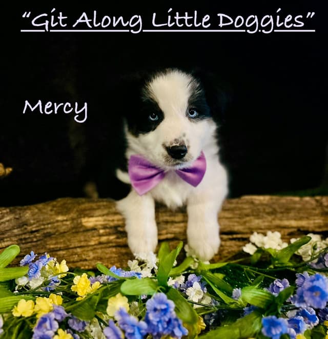 Australian Shepherd Puppies media 21