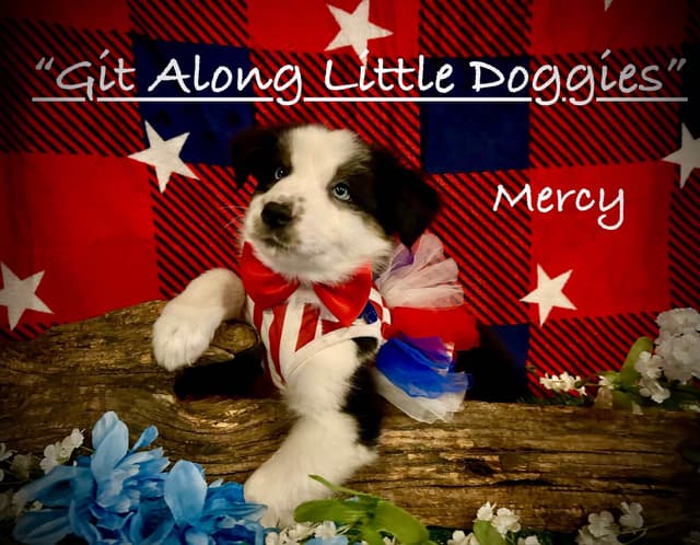 Australian Shepherd Puppies media 6