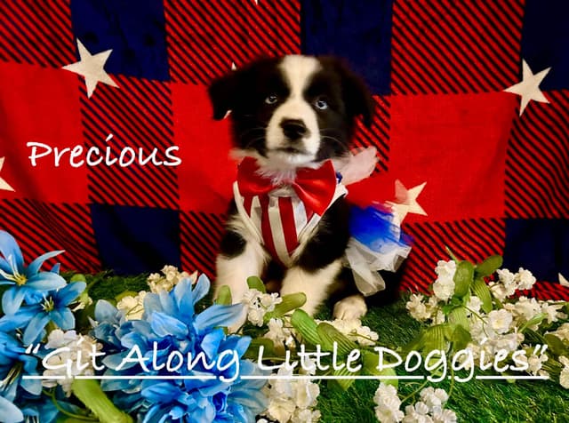 Australian Shepherd Puppies media 9