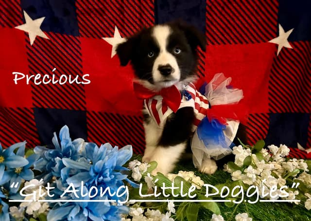 Australian Shepherd Puppies media 16