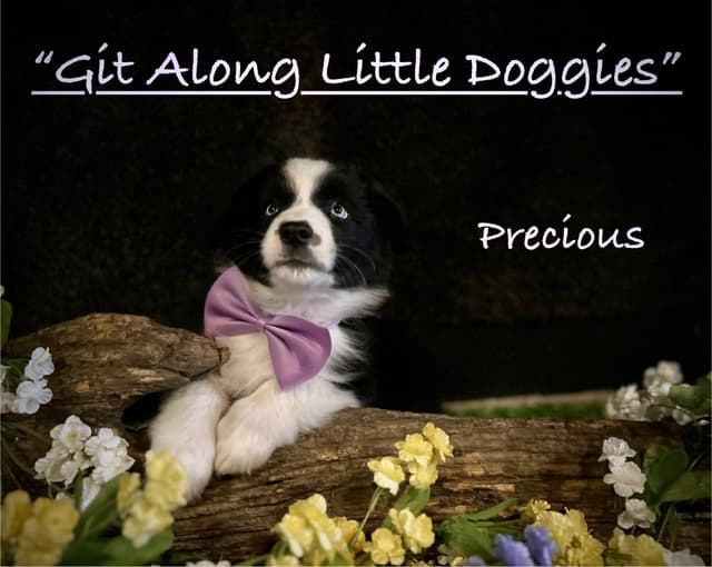 Australian Shepherd Puppies media 17
