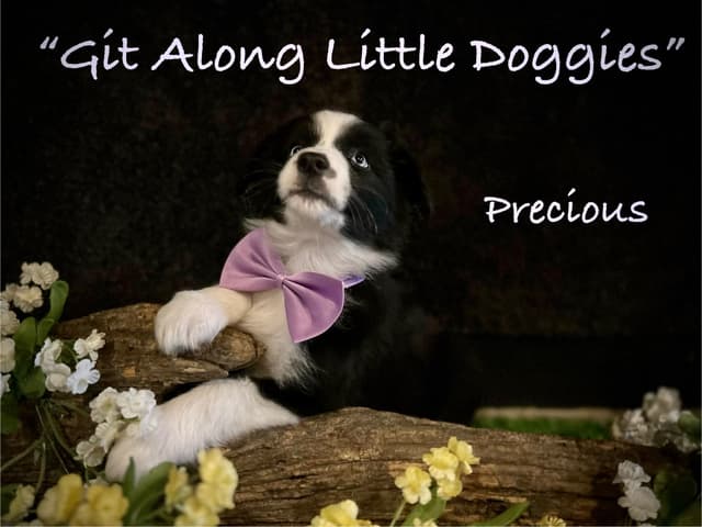 Australian Shepherd Puppies media 23