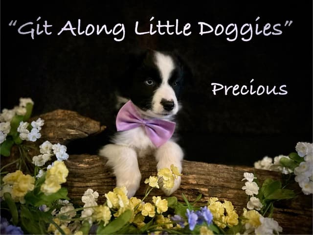Australian Shepherd Puppies media 15