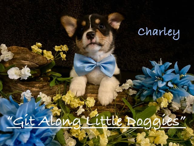Pembroke Welsh Corgi Puppies media 3