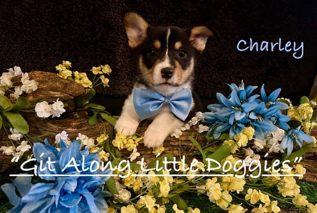 Pembroke Welsh Corgi Puppies media 6