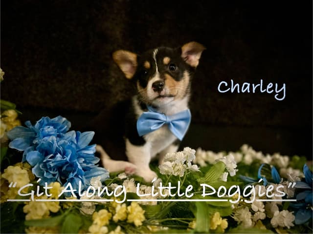 Pembroke Welsh Corgi Puppies media 9