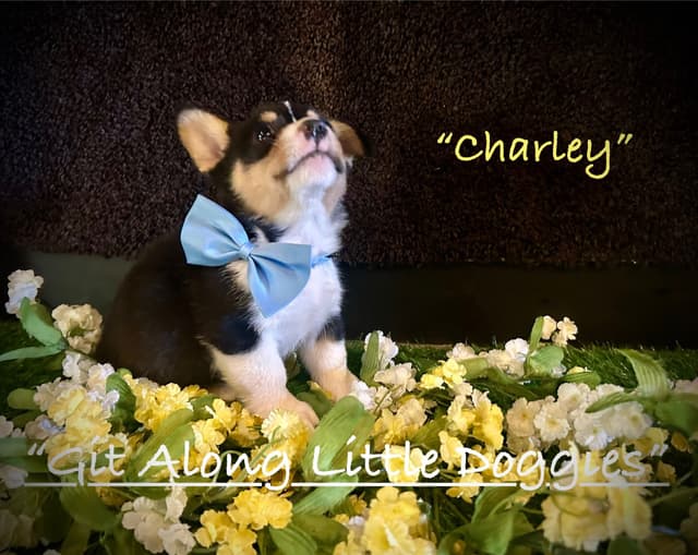 Pembroke Welsh Corgi Puppies media 12