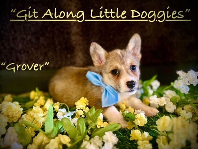 Pembroke Welsh Corgi Puppies media 7