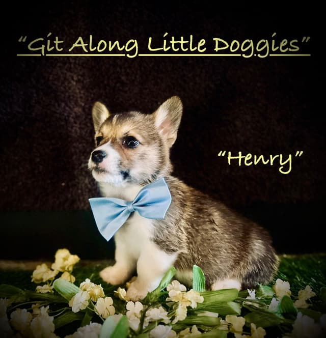 Pembroke Welsh Corgi Puppies media 4
