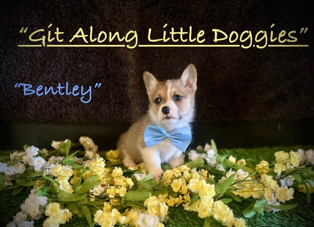 Pembroke Welsh Corgi Puppies media 11