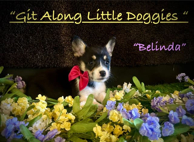 Pembroke Welsh Corgi Puppies media 8
