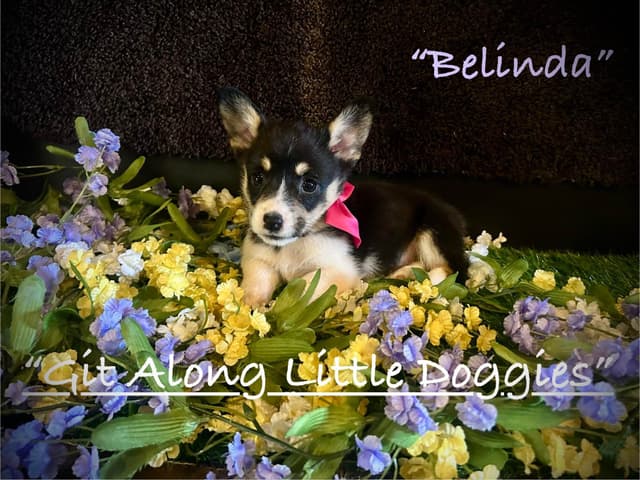 Pembroke Welsh Corgi Puppies media 13