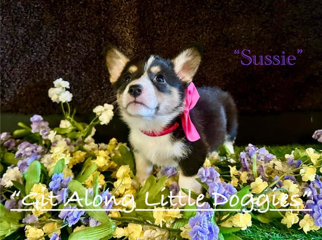 Pembroke Welsh Corgi Puppies media 5