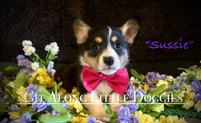 Pembroke Welsh Corgi Puppies media 15