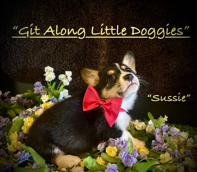Pembroke Welsh Corgi Puppies media 10