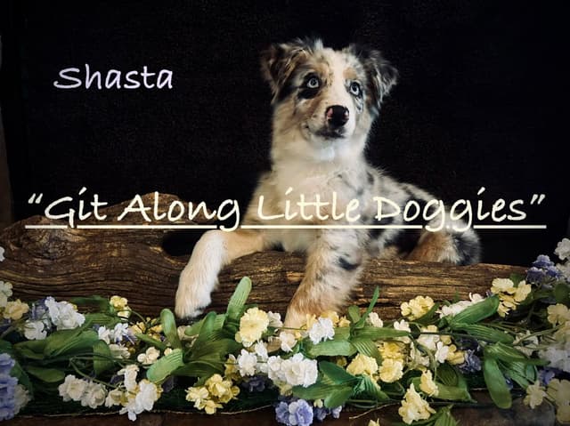 Australian Shepherd Puppies media 8