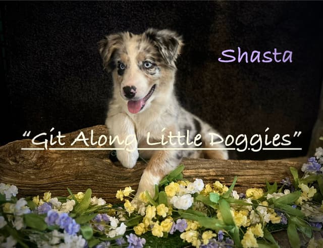 Australian Shepherd Puppies media 5