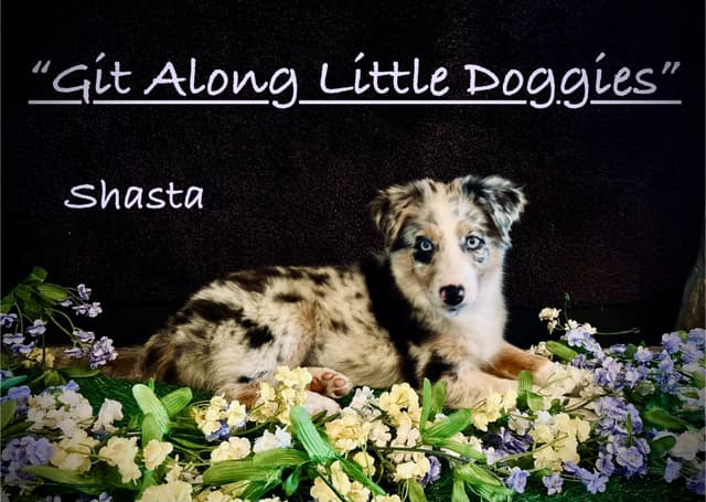 Australian Shepherd Puppies media 12