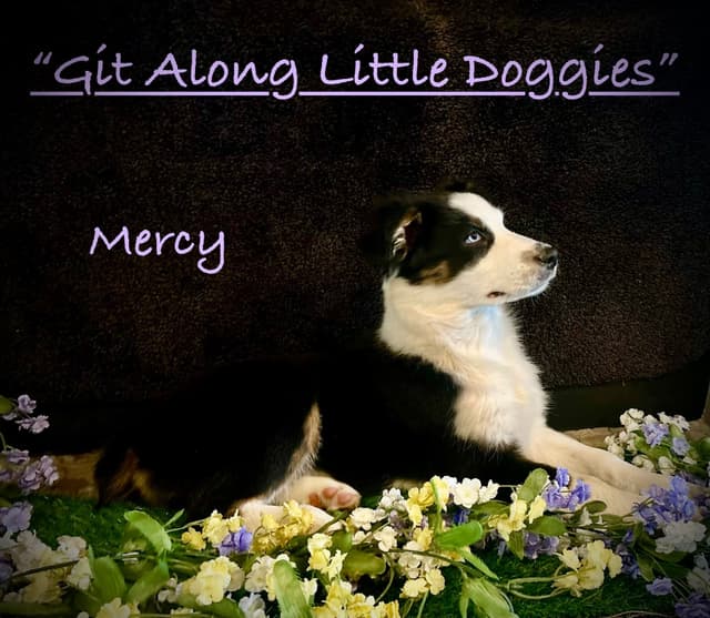 Australian Shepherd Puppies media 10