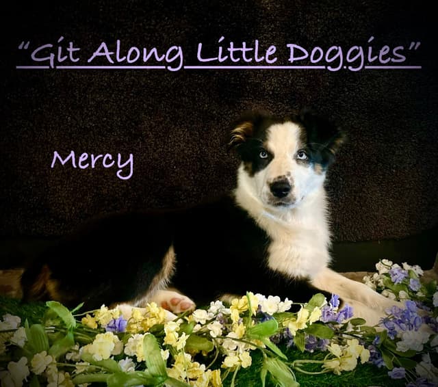 Australian Shepherd Puppies media 20