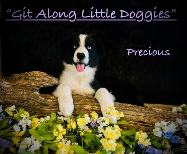 Australian Shepherd Puppies media 4